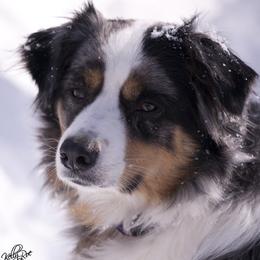 Miniature American Shepherds, Miniature Australian Shepherds, and Toy Australian Shepherds from Fine Hill Miniature Americans