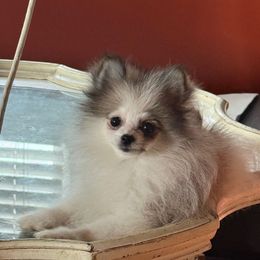 Dahlia - Orange sable female Pomeranian puppy in Success, Missouri from Sweet Success