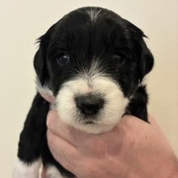 Aussiedoodle puppies from James Ruby Farms