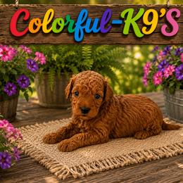 Cooper - Red male Cavapoo puppy in Myrtle Beach, South Carolina from Colorful-K9'S