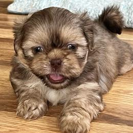 Boy 2 - Liver male Shih Tzu puppy in Silver Spring, Maryland from Saraya’s Shih Tzus