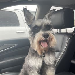 Pyper - Miniature Schnauzer