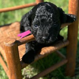 Edith - Black female Poodle puppy in Ardmore, Oklahoma from The Poodles of Green Acres