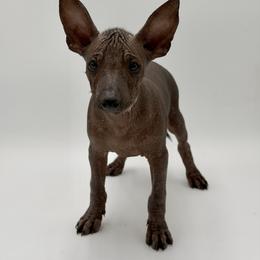 Nova - Black male Xoloitzcuintli puppy in West Jordan, Utah from Majestic Nakids