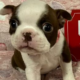 Boston Terrier Puppies from Heather's Boston Babies