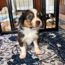 Lillibet - Black tri-color female Australian Shepherd puppy in Pattison, Texas from Legacy Water Australian Shepherds