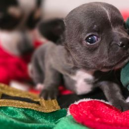 Penelope - Blue female Chihuahua puppy in Amity, Pennsylvania from Rhoda and Verna