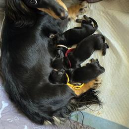 Dachshund puppies from Wonder Weenies