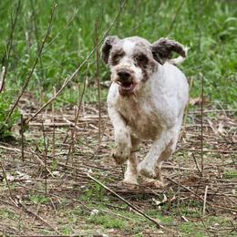 Bella - Lagotto Romagnolo