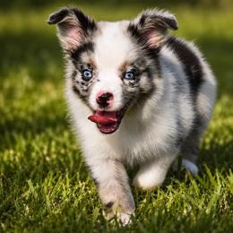 Dakota - Blue merle male Miniature Australian Shepherd puppy in Lowgap, North Carolina from Baileys Mini Aussies