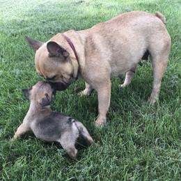 French Bulldog Puppies from Willow Farm