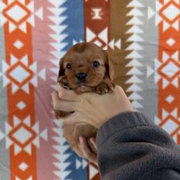 Cowboy - Ruby male Cavalier King Charles Spaniel puppy in Gonzales, Texas from Veach Cavaliers & Farm