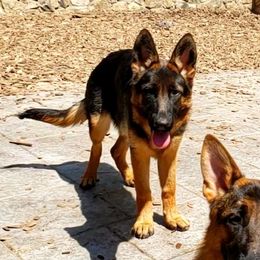 Kat - German Shepherd puppy in Clifton, Virginia from Von Haus Wisen Baker German Shepherds