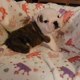 Big Booty Judy - Red brindle and white female Bulldog puppy in Missoula, Montana from Dazzle's Bulldogs