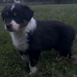 Rosie - Black tri-color female Australian Shepherd puppy in Morrow, Ohio from OakHaven Acres Aussies