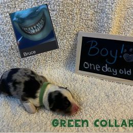 Australian Shepherd Puppies from Kayla's Aussies