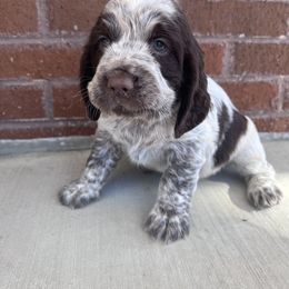 Boy 4 - English Springer Spaniel puppy in Swainsboro, Georgia from Sweet Georgia Springers