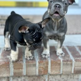 French Bulldog Puppies from Small Batch Frenchies