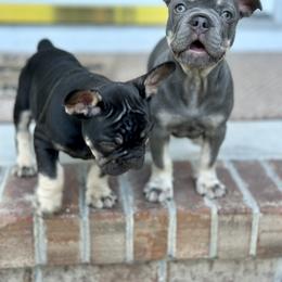 French Bulldog Puppies from Small Batch Frenchies