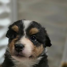Cassandra - Black tri-color female Australian Shepherd puppy in Smithfield, Utah from Invictus Farms