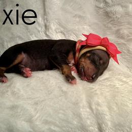 Pixie - Black female Great Dane puppy in Westland, Georgia from Black Tie Danes