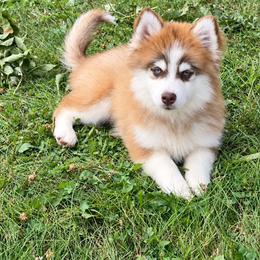 Woody - Red and white male Pomsky puppy in Lewiston, Minnesota from Family Pomsky