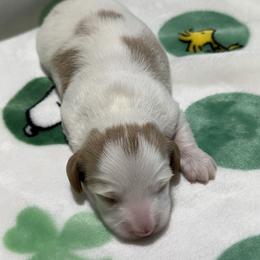 Boy 1 - Cream male Dachshund puppy in Andalusia, Alabama from Sweet Home Alabama Dachshunds