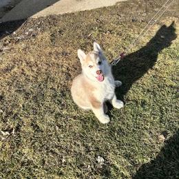 Kion - Red and white male Siberian Husky puppy in Canton, Ohio from Bleu Skies Siberian Huskies