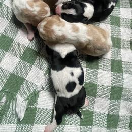 Ada - Black brown and white female Basset Hound puppy in Daleville, Alabama from Home Grown Basset Hounds of Alabama