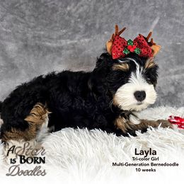 Bernedoodle Puppies from A Star is Born Doodles