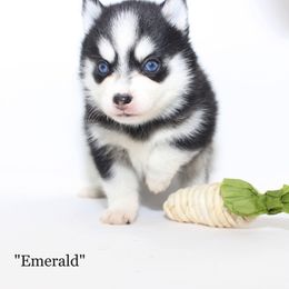 Emerald - Black and white Pomsky puppy in Murfreesboro, Tennessee from Middle Tennessee Pomskies