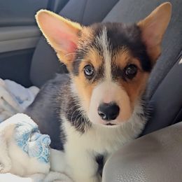 Pembroke Welsh Corgi Puppies from McMillion Corgis
