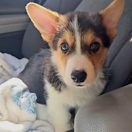 Pembroke Welsh Corgi Puppies from McMillion Corgis