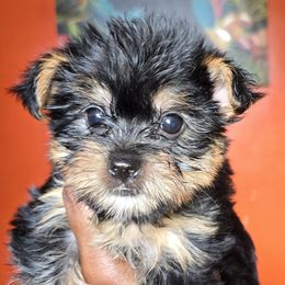 Yorkshire Terriers from Pretty pressure puppies