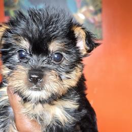 Yorkshire Terriers from Pretty pressure puppies