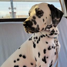 Dare - Dalmatian