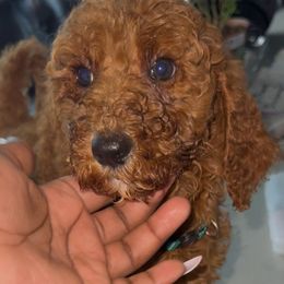 Pepper - Parti female Poodle puppy in Corona, California from Garden Of Poodles