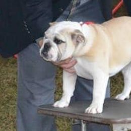 Bulldogs and French Bulldogs from DJs Bulldogs