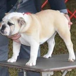 Bulldogs and French Bulldogs from DJs Bulldogs