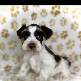 Liver parti girl - Liver female Miniature Schnauzer puppy in Kaufman, Texas from KK’s Krazy Kennels