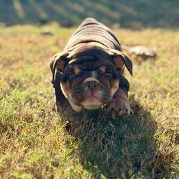 Kelly - Chocolate tri-color female Bulldog puppy in Hernando, Mississippi from Blues City Bulldogs