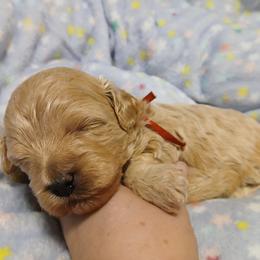 Pansy - Fawn female Havapoo puppy in Blanch, North Carolina from Faithful Hearts Kennel