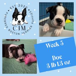 Doc - Black brindle and white male Boston Terrier puppy in Jupiter, Florida from CJM Boston and Boxer Puppies