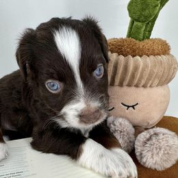 Miniature Australian Shepherd and Toy Australian Shepherd Puppies from Ollie's Aussies