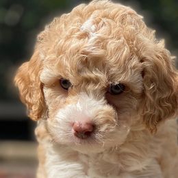 Boy 3 - Australian Labradoodle puppy in Lithia, Florida from Simply Trained
