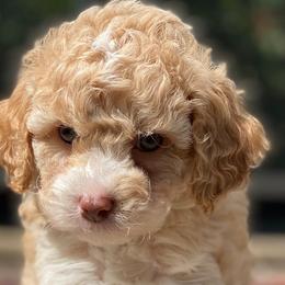 Boy 3 - Australian Labradoodle puppy in Lithia, Florida from Simply Trained