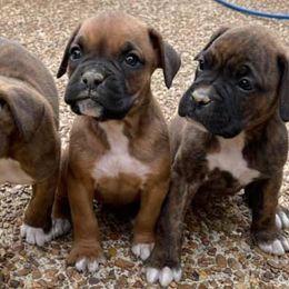 Boxers from B and B Canine Crew