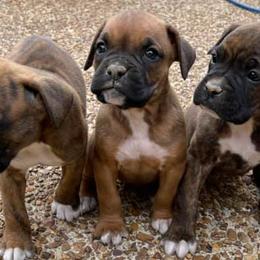 Boxers from B and B Canine Crew