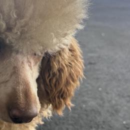 Goldendoodles, Golden Retrievers, and Poodles from Jah’s Retrievers