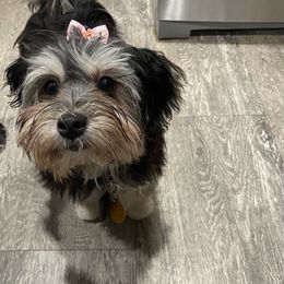 Havanese Puppies from HavToHavaHavi